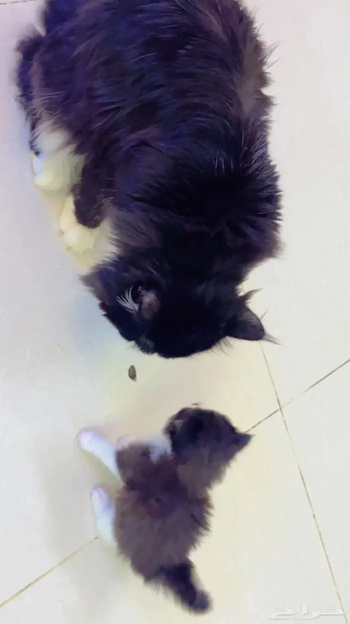 قطه صغيره للبيع بي 100 0