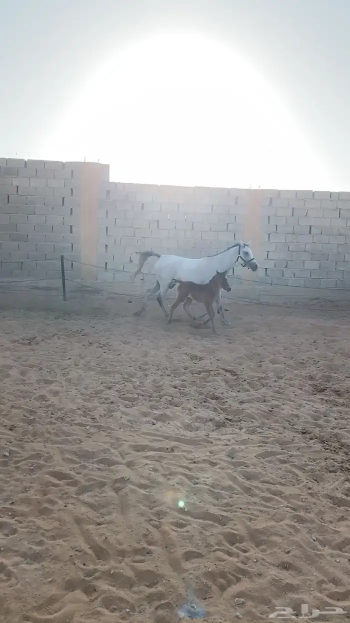 فرس واهو معه مهره   تم البيع 3