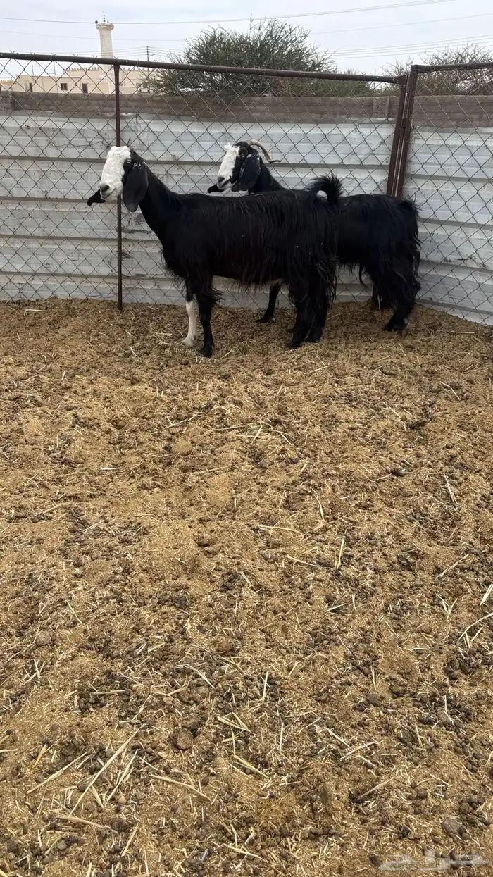 معزا مضاريع 3