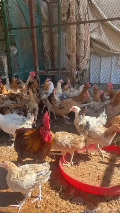 chickens 1000pieces index