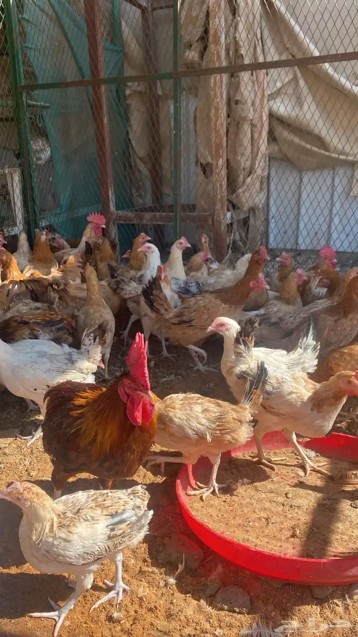 chickens 1000pieces 1