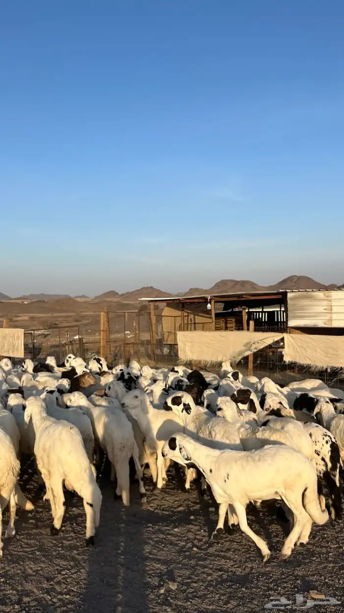 طليان سواكن شبيه الحري دمازين مرابى جادعان 25