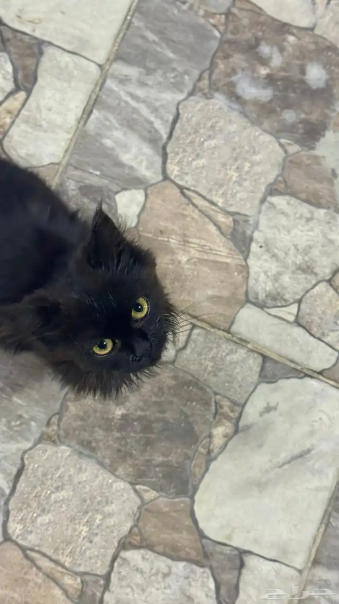 قطوه صغيره للتبني 0