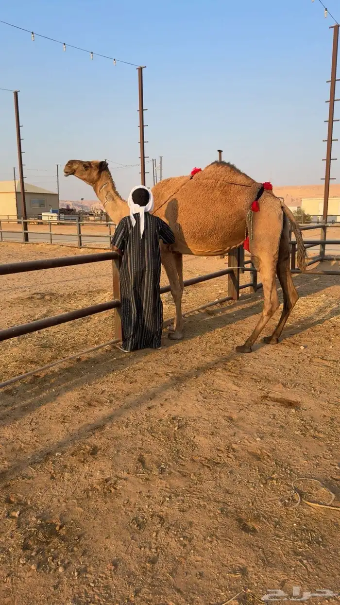 ناقه خفوت شاق 0