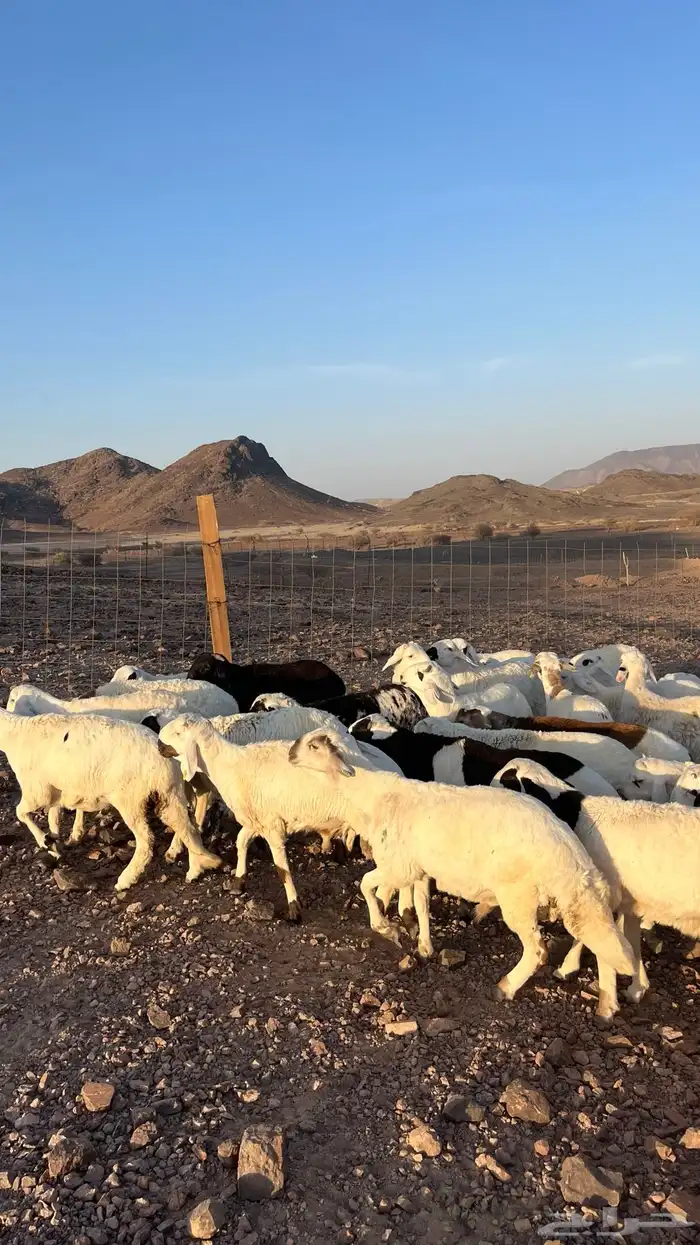 طليان سواكن شبيه الحري دمازين مرابى جادعان 24