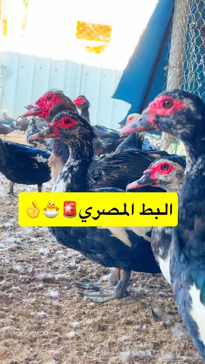 بط مصري بياض 0