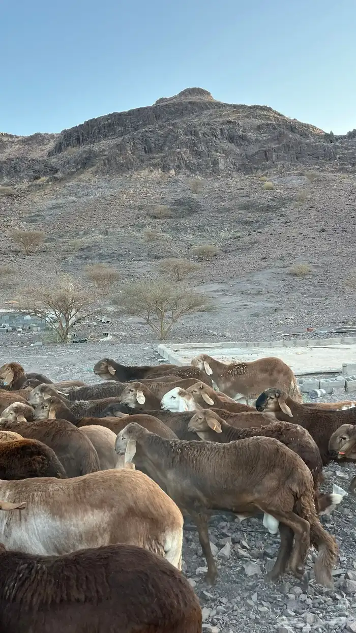 ذبائح بجميع انواعها 13