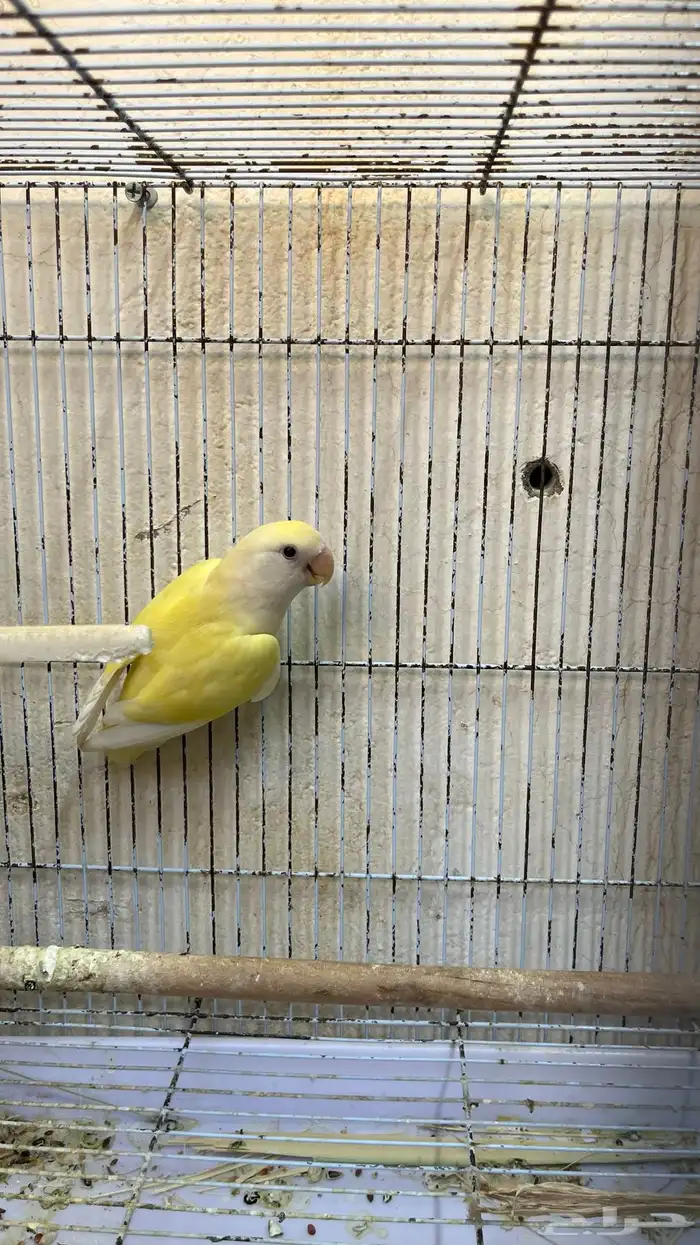 زوج طيور روز 0