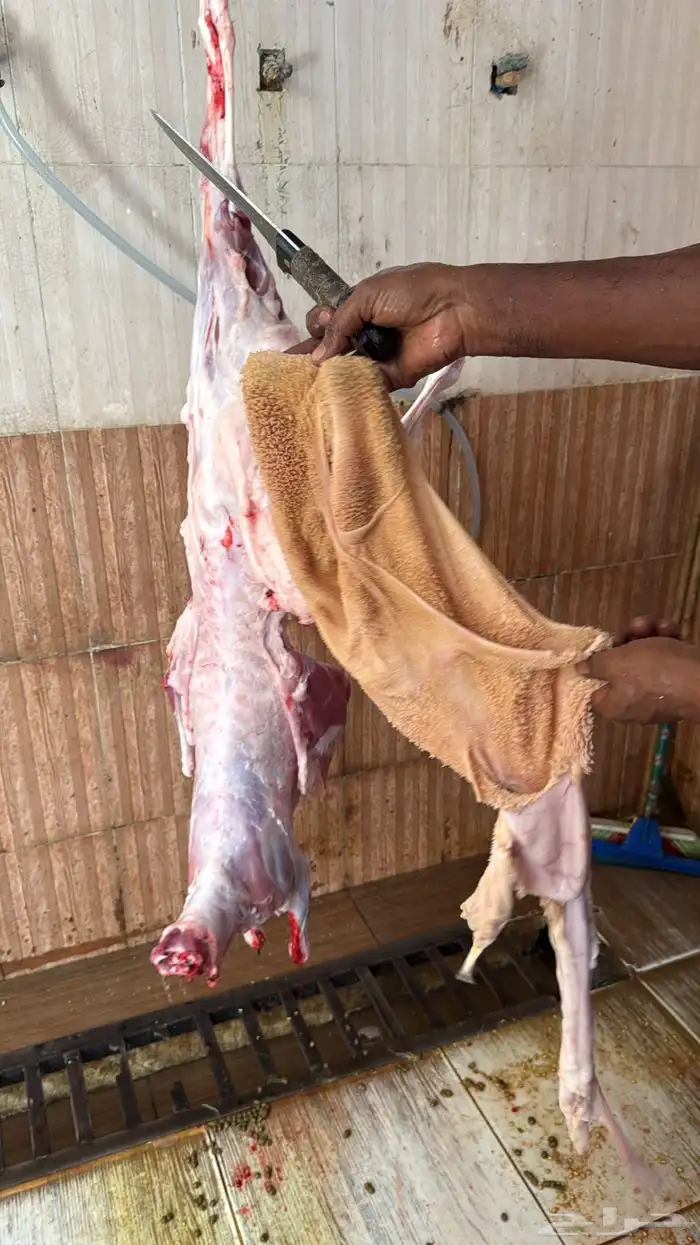 ذبائح بلدي للمناسبات والافراح تربية مو حلال والدي نظيفة 16