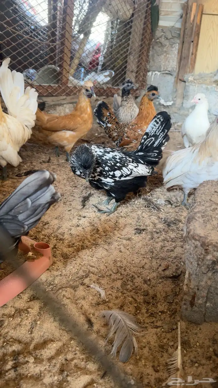 دجاج كويتي حباحب للبيع 2