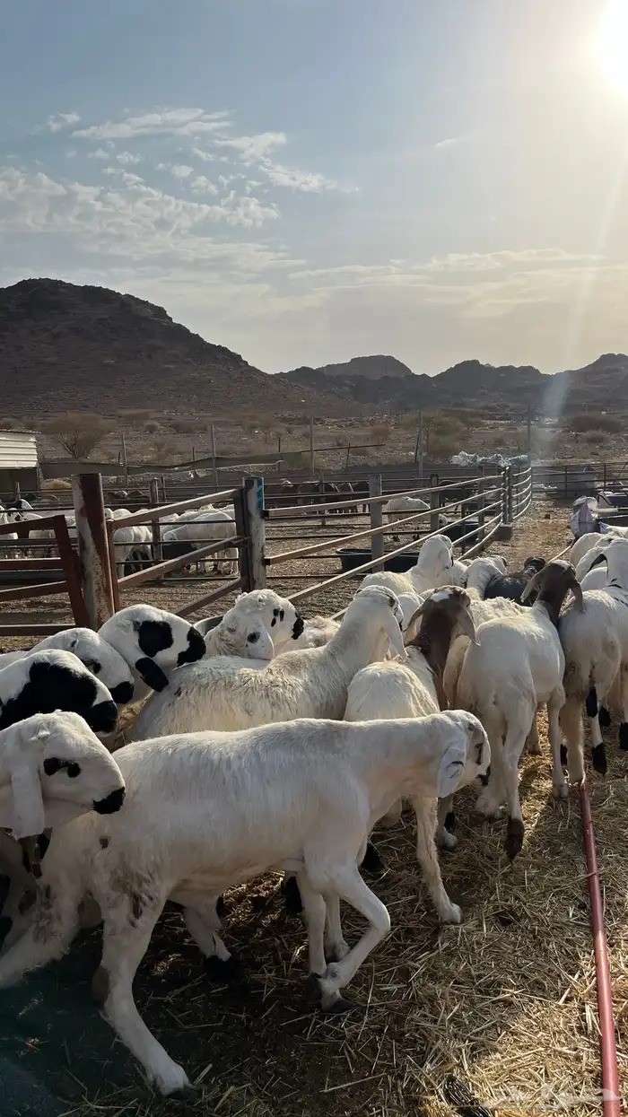 طليان سواكن شبيه الحري جبره 0