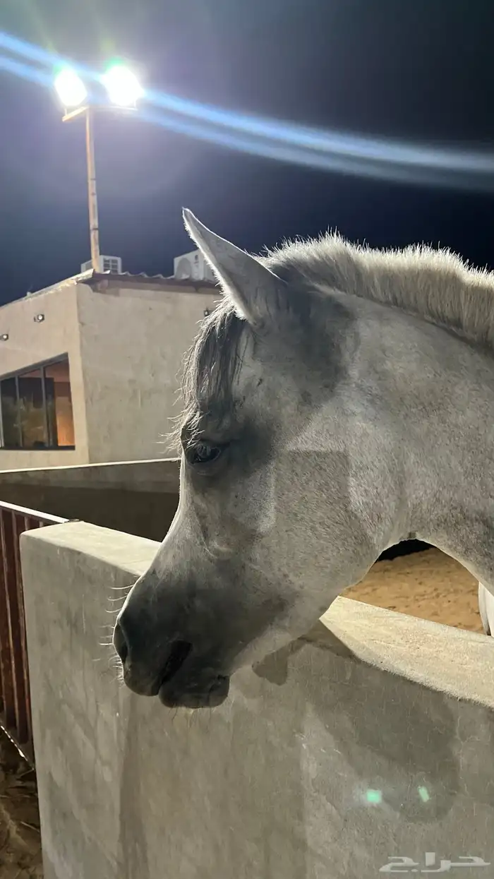 فرس شعبية جميلة فاخرة تبارك الرحمان 5