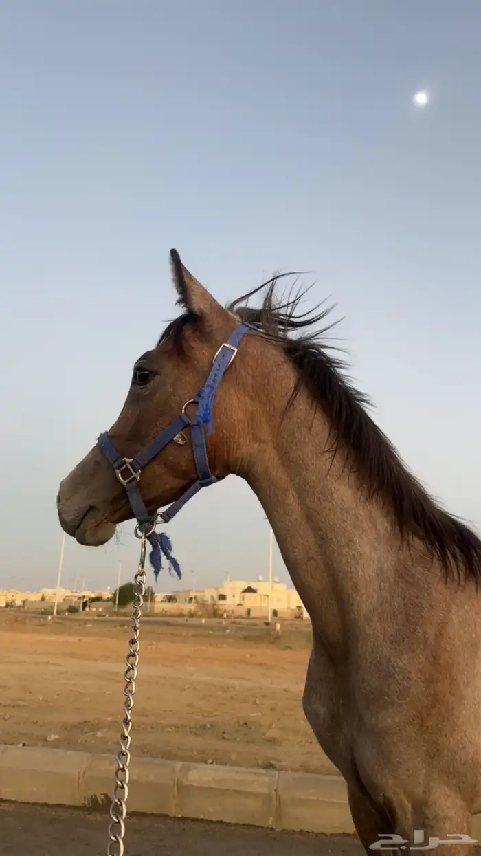 مهره واهو بورق العمر 7شهور سليمه ولاتشتكي من شي 1