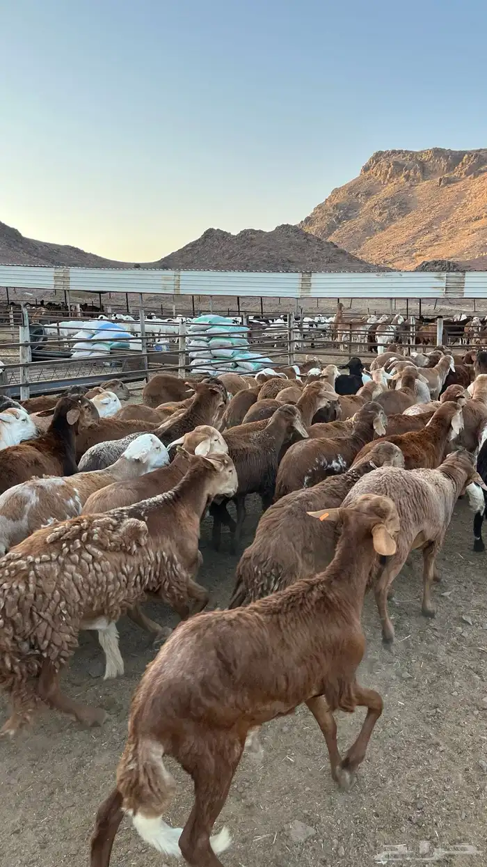 طليان سواكن حمري جادعان 15