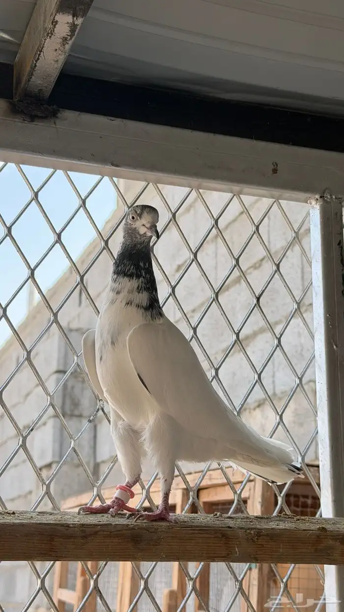 انثى جنسرا 1