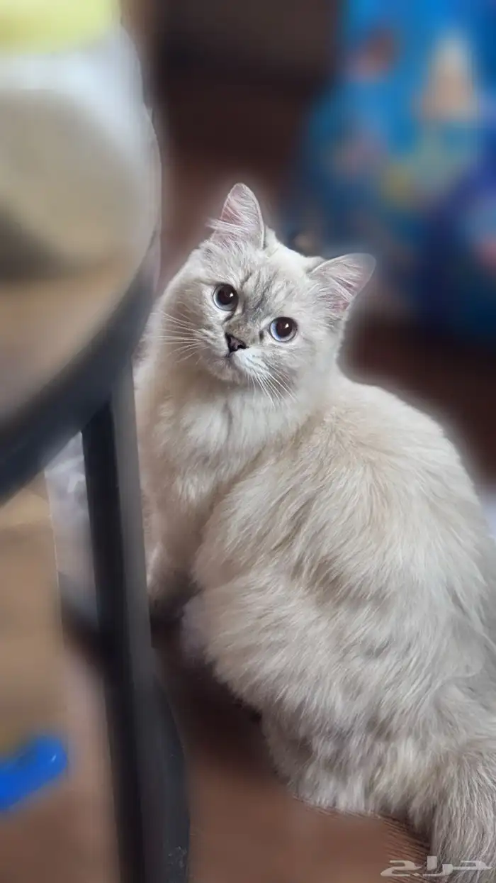 قطة انثى للبيع 0