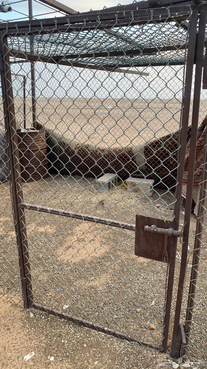 شبوك للبيع 3