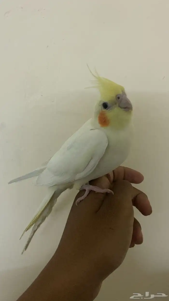 كروان لاتينيوم انثا للبيع أليف عيون حمر العمر 9 شهور. 2