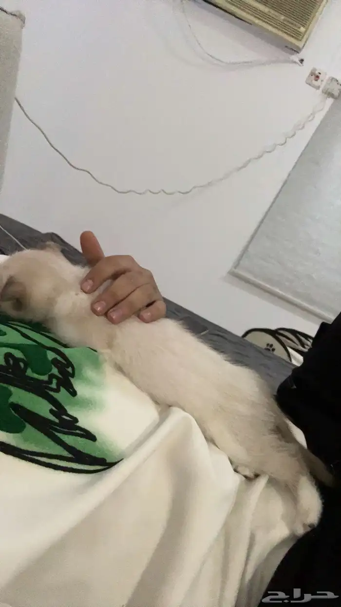 للبيع سكوتش فولد 2