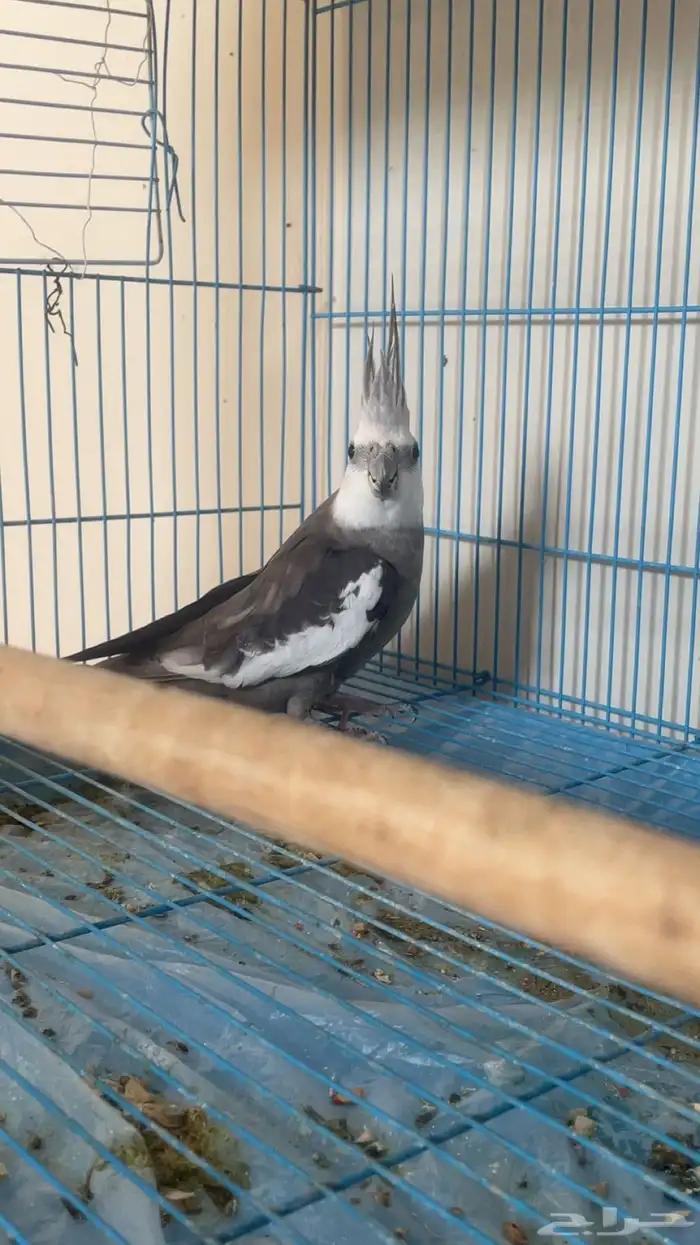 ذكر وايت فيس منتج (تم البيع) 1