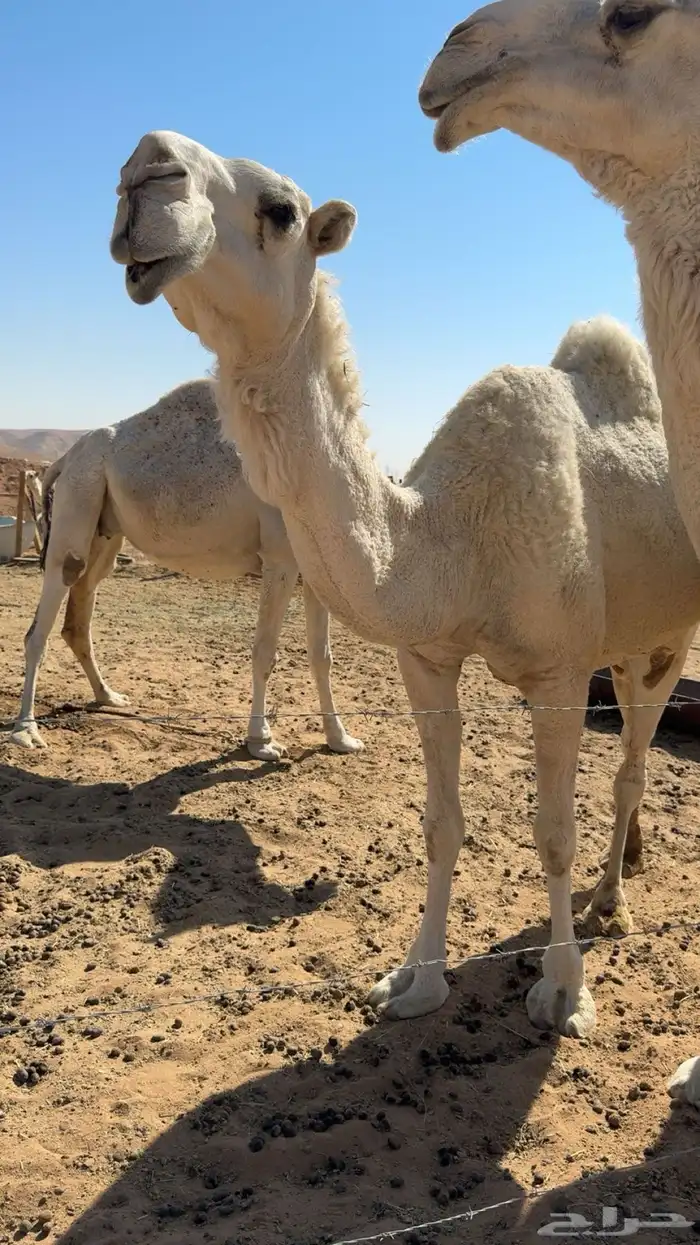 ضروبه شاق تو شقت علي جميع الشروط ذمه موقع ضرما 1