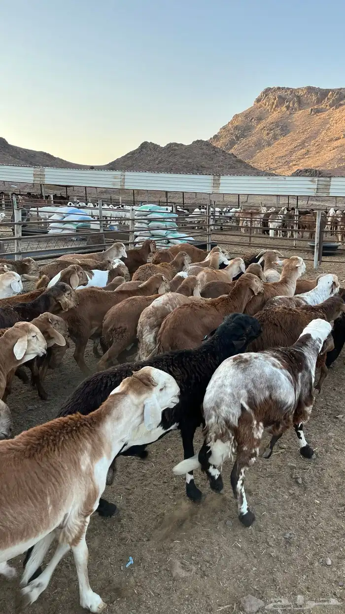 طليان سواكن حمري جادعان 19