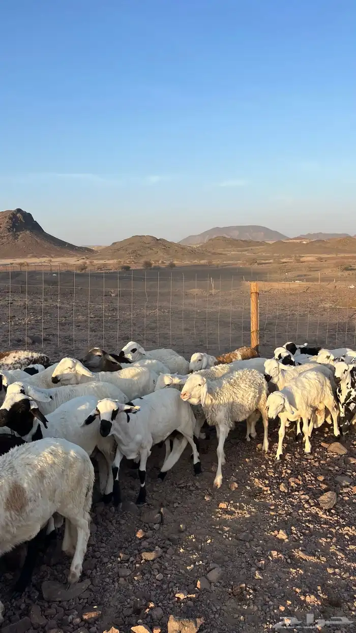 طليان سواكن شبيه الحري دمازين مرابى جادعان 0