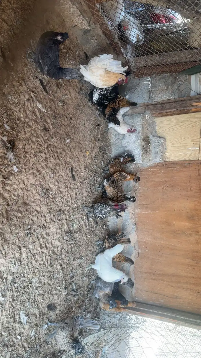 دجاج كويتي حباحب للبيع 7