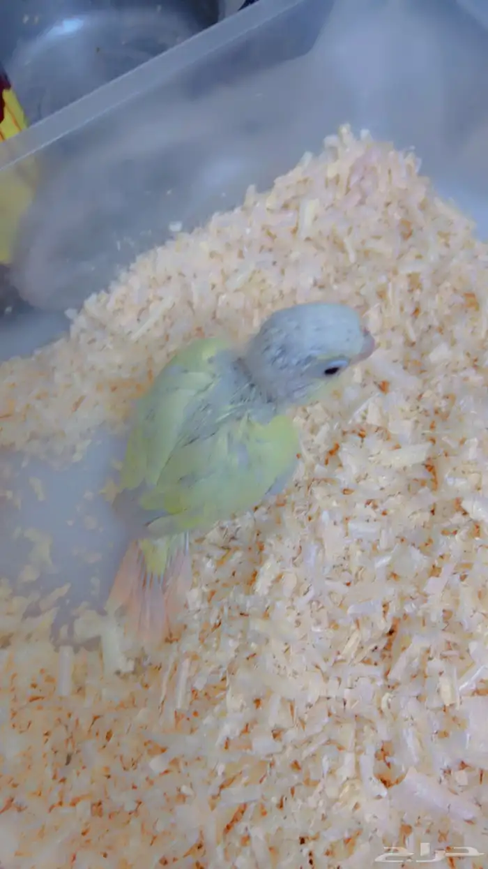 فروخ متنوعه ( كنيورات   لوري   صن كنيور) 10