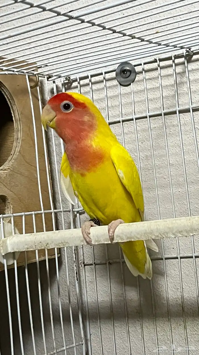 ذكر روز منتج ومعاه شهادة تحليل 0