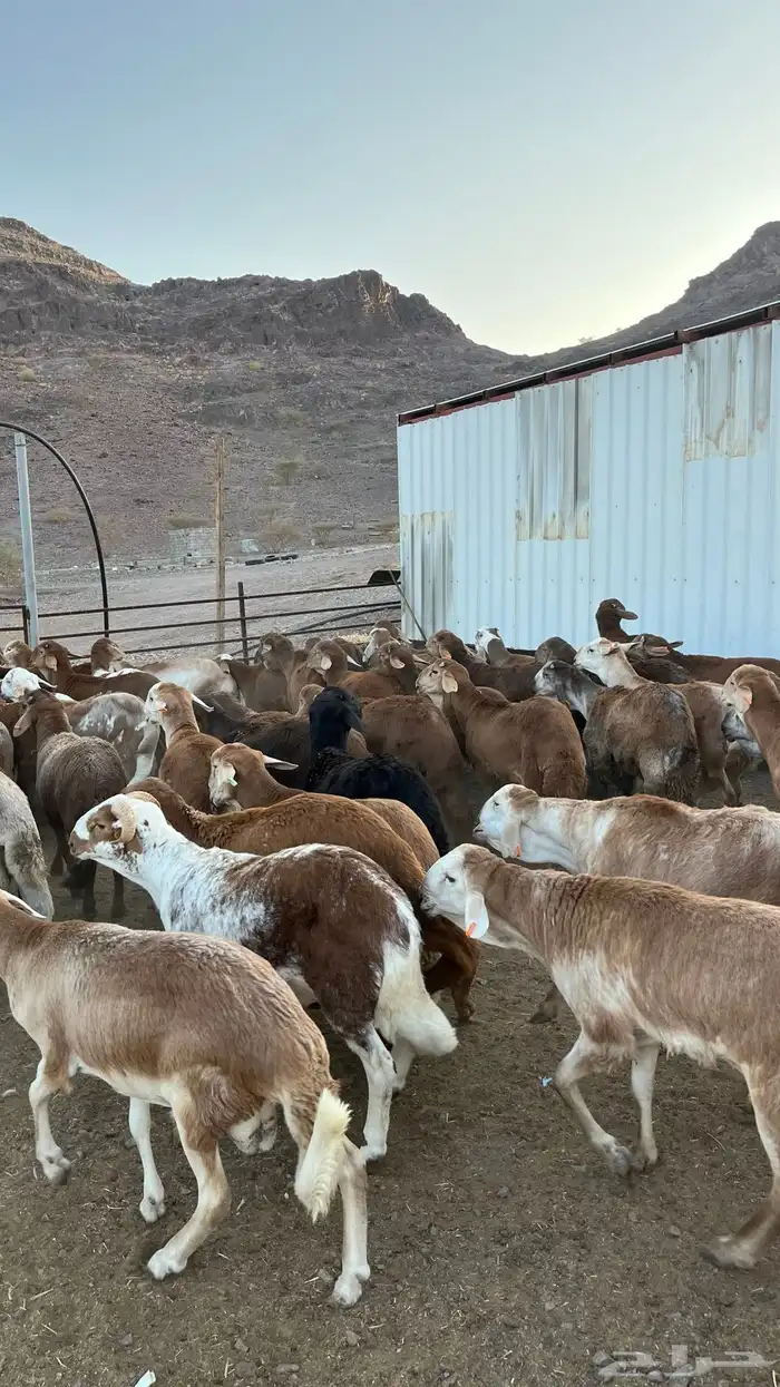 طليان سواكن حمري جادعان 22