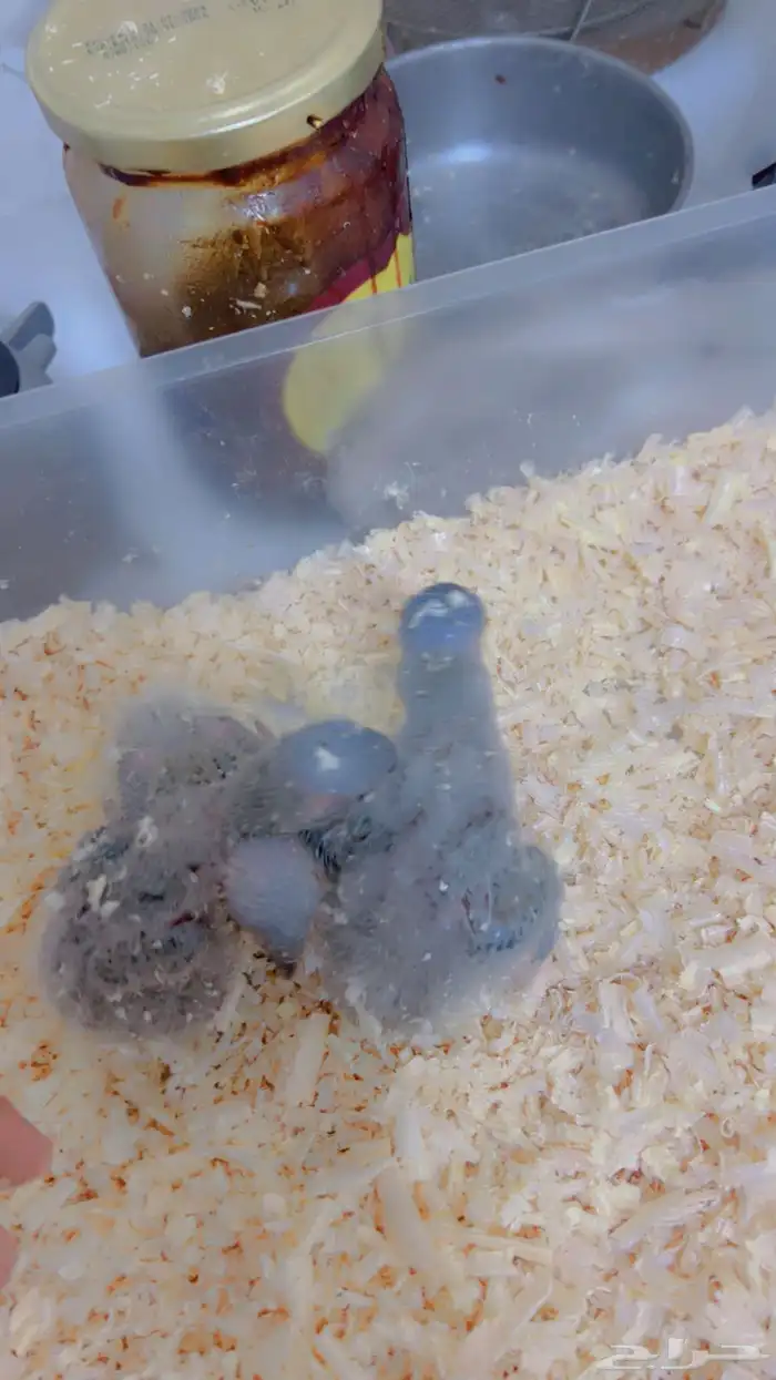 فروخ متنوعه ( كنيورات   لوري   صن كنيور) 13