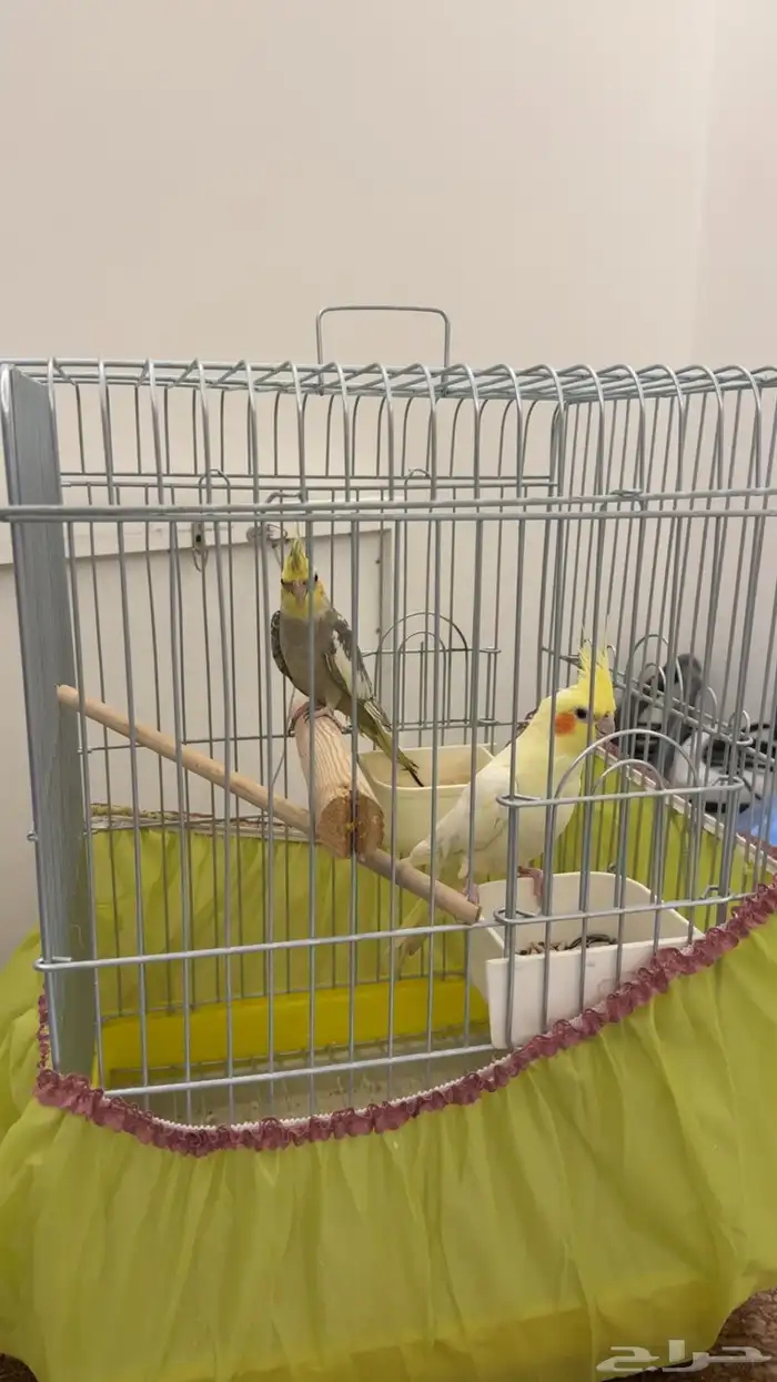 جوز ببغاء الكروان 0