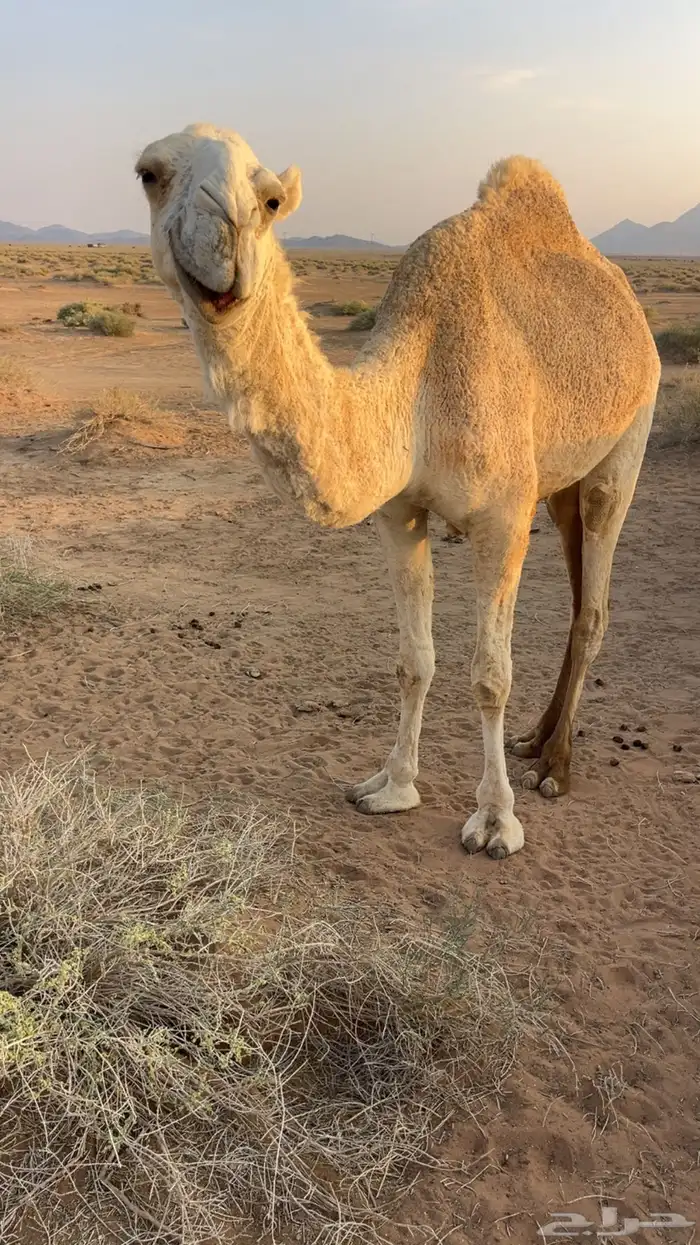 للبيع بكره حقه حسيونيه واصلها طيب والي يبي يقصبها 4