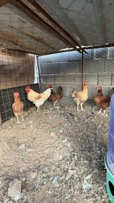 للبيع دجاج ديك تركي طيبه index