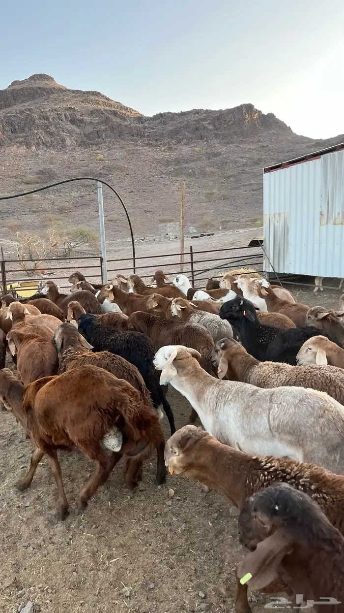 طليان سواكن حمري جادعان 30