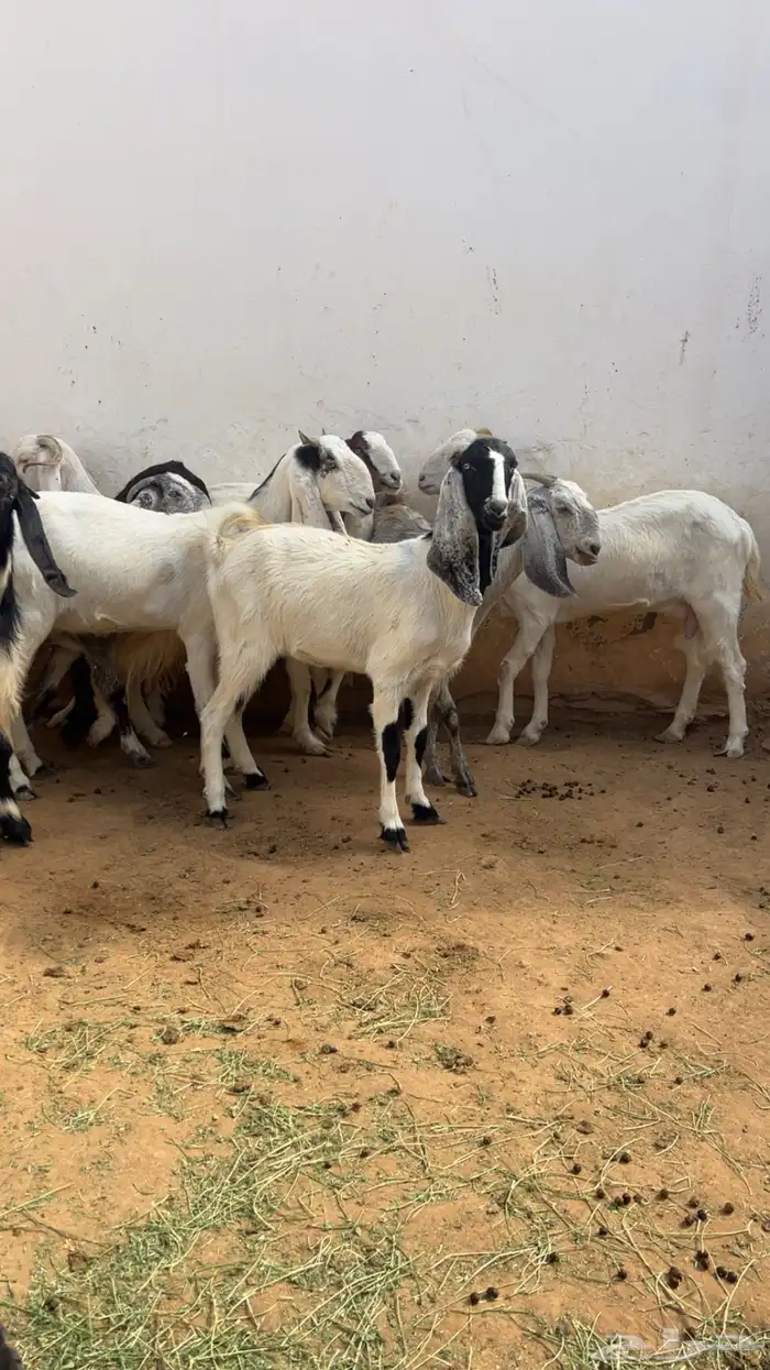 معزا مع فحلها مشاريك فواخر 6