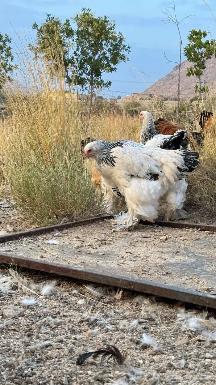 براهما بيور كولومبي وبوف 4