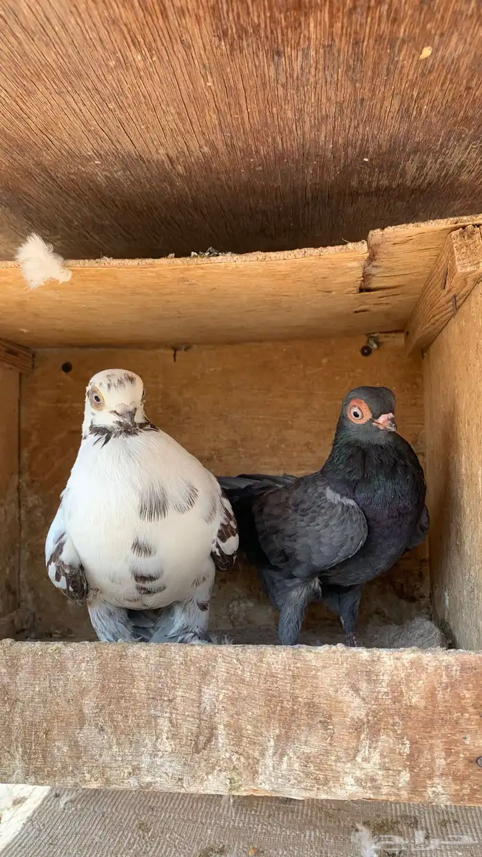 حمام للبيع 0