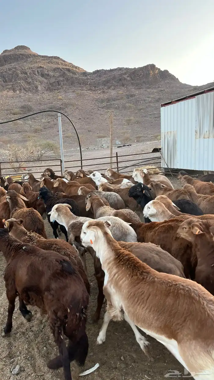 طليان سواكن حمري جادعان 29