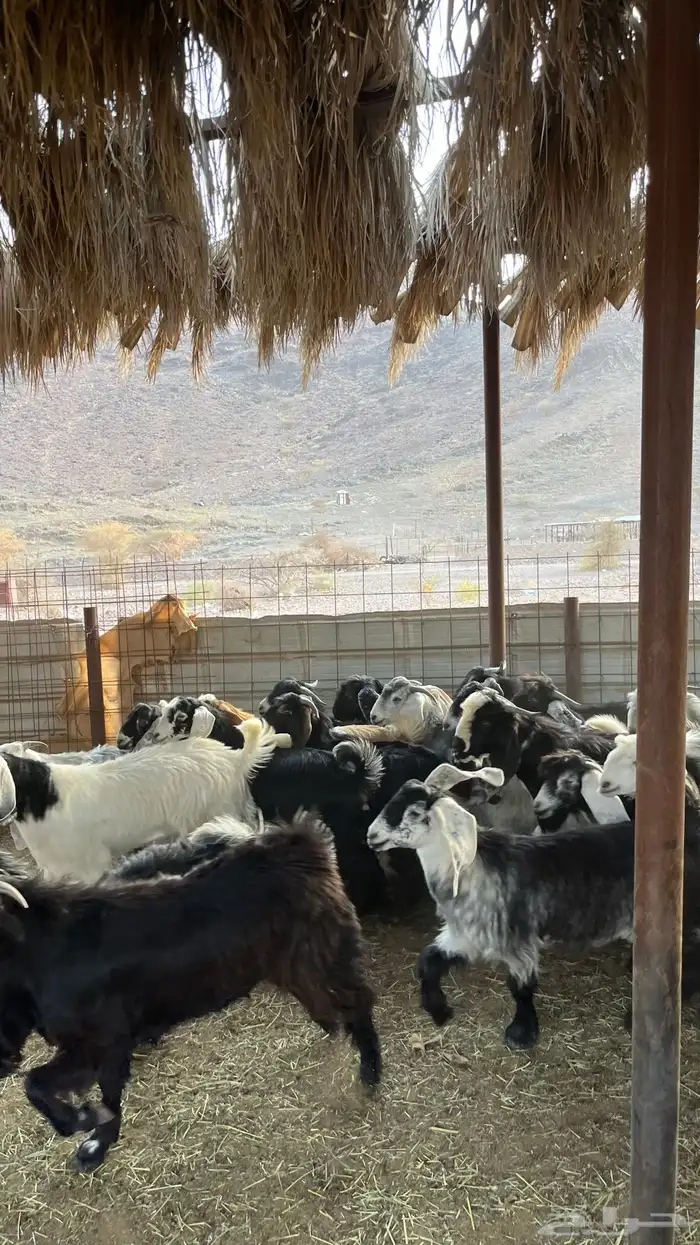 ذبائح بجميع انواعها 17