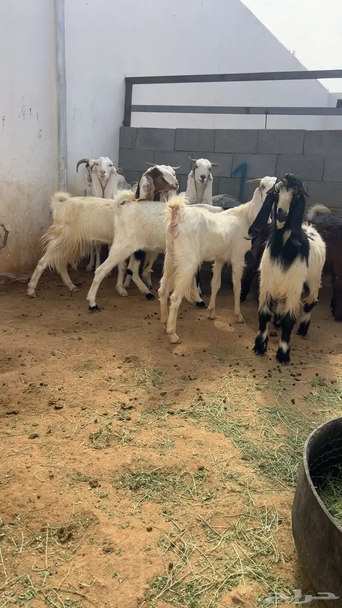 معزا مع فحلها مشاريك فواخر 2