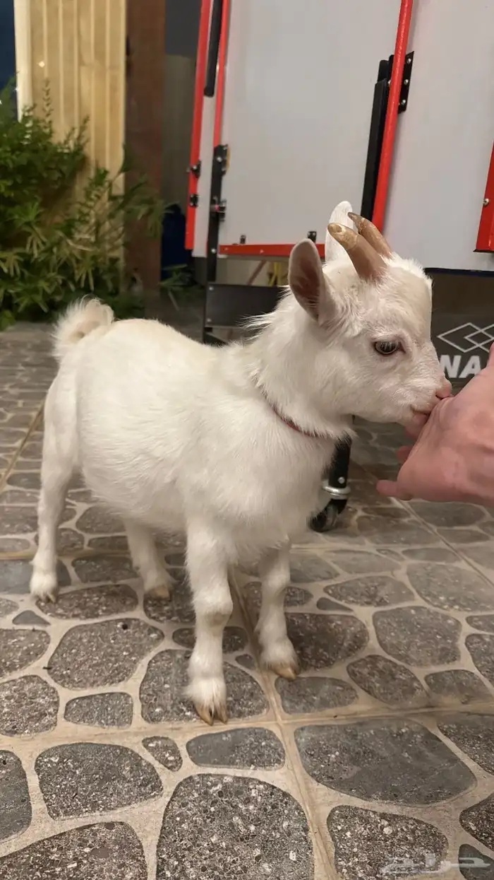 ماعز قزم لعوب 3