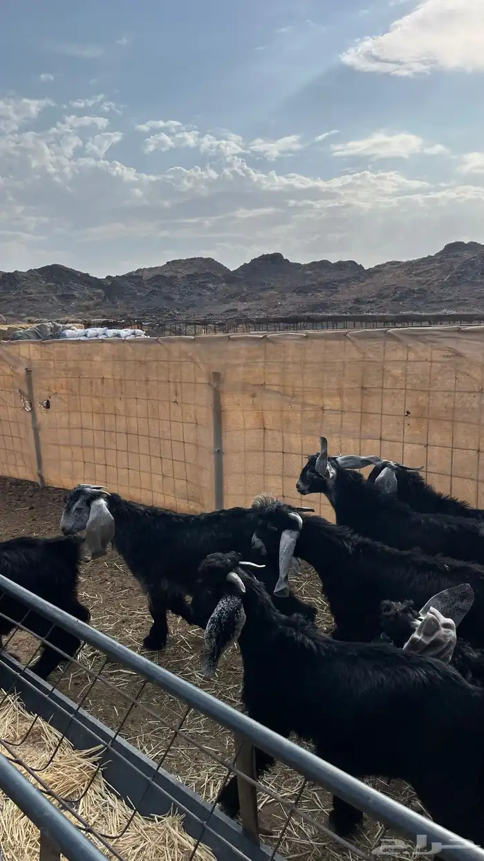 تيوس مخاصي جادعان جبره 22