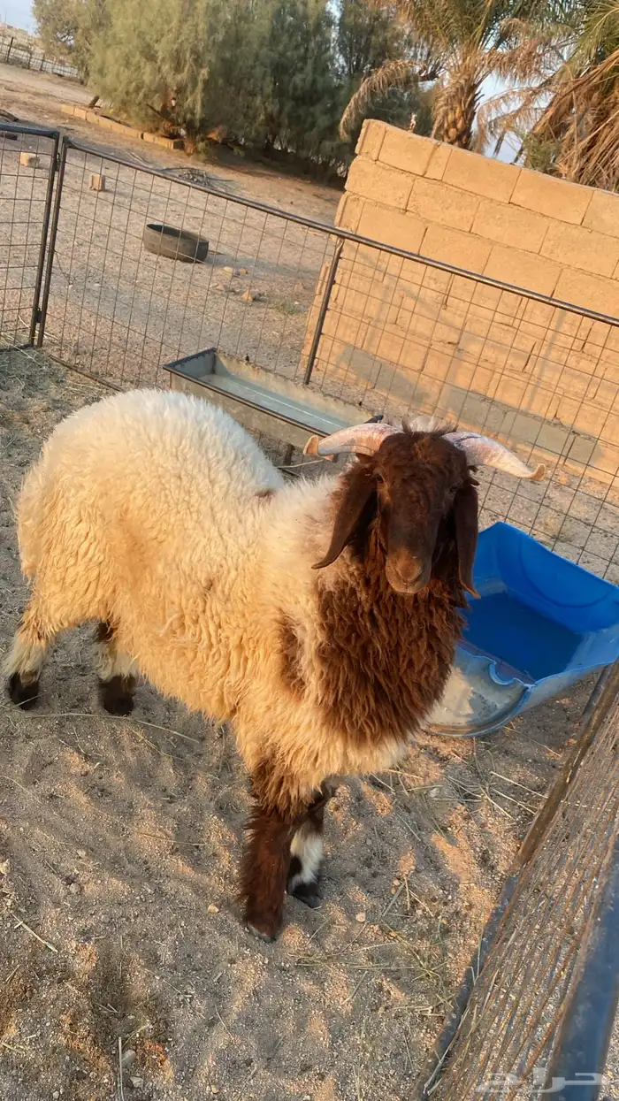 للبيع خروف نعيمي عمره عشرة شهور 2