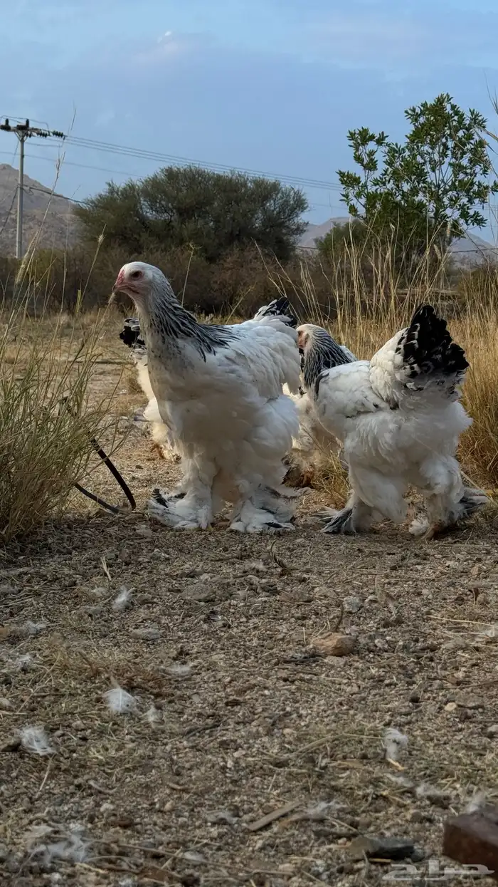 براهما بيور كولومبي وبوف 0