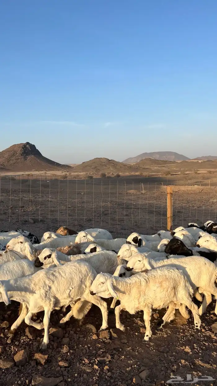 طليان سواكن شبيه الحري دمازين مرابى جادعان 6
