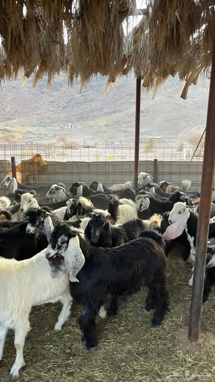 ذبائح طليان حري-نجدي-سواكن-نعيمي-تيوس 6