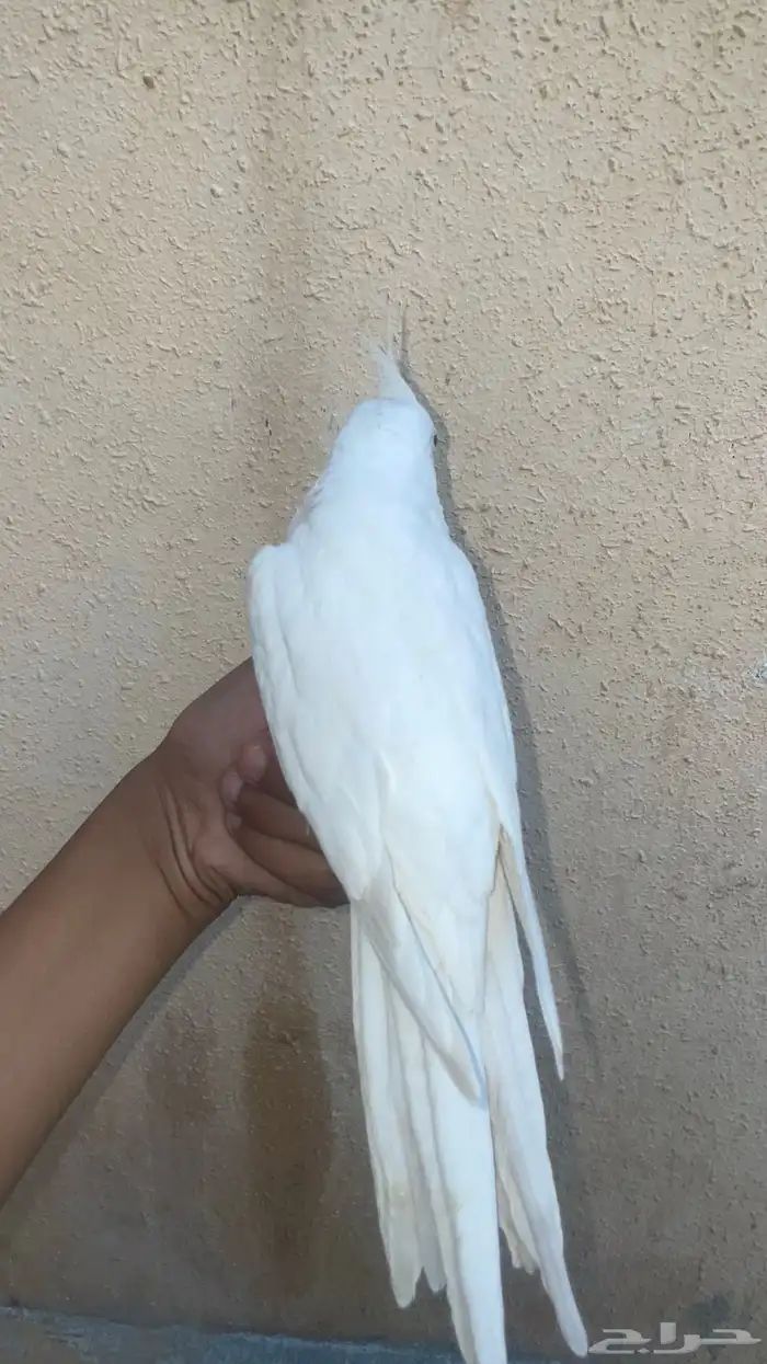 كروان اليف جدا 2