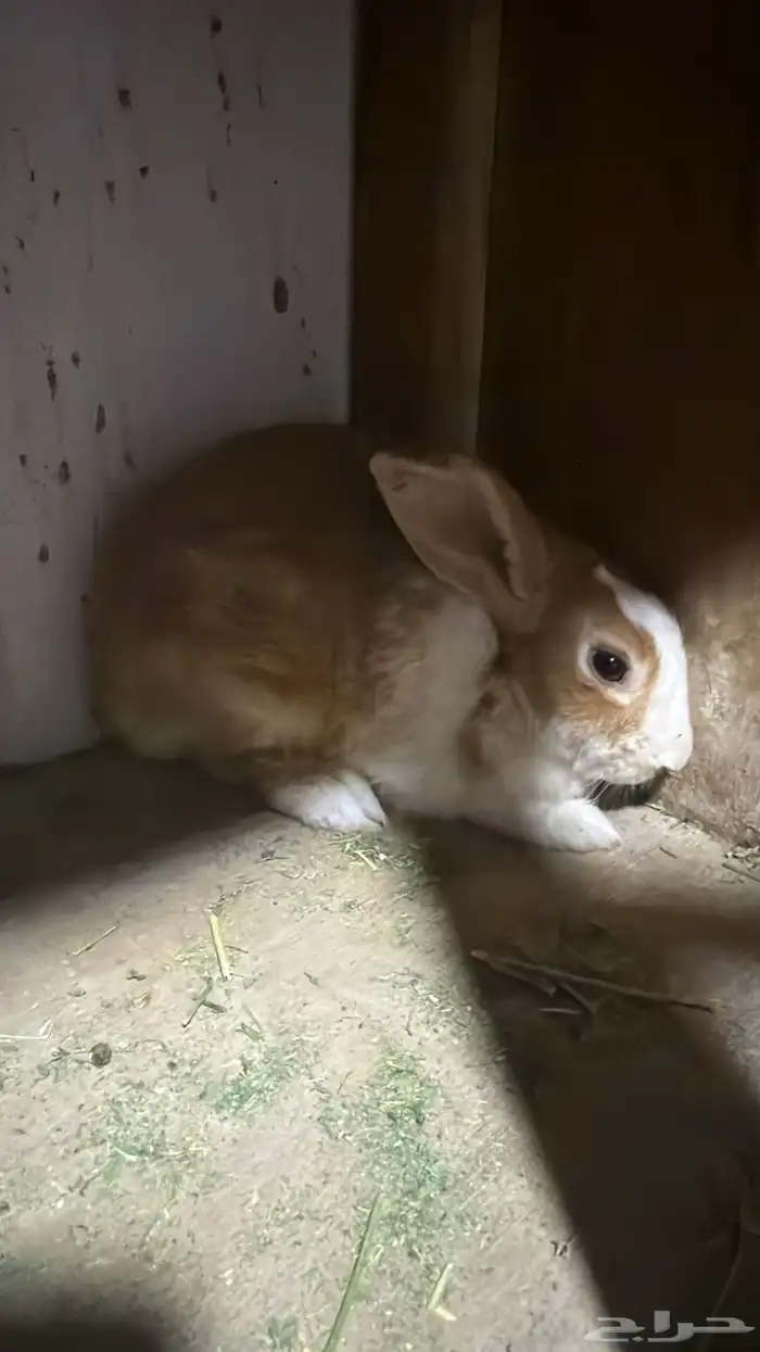 ذكور ارانب للبيع تم البيع 1